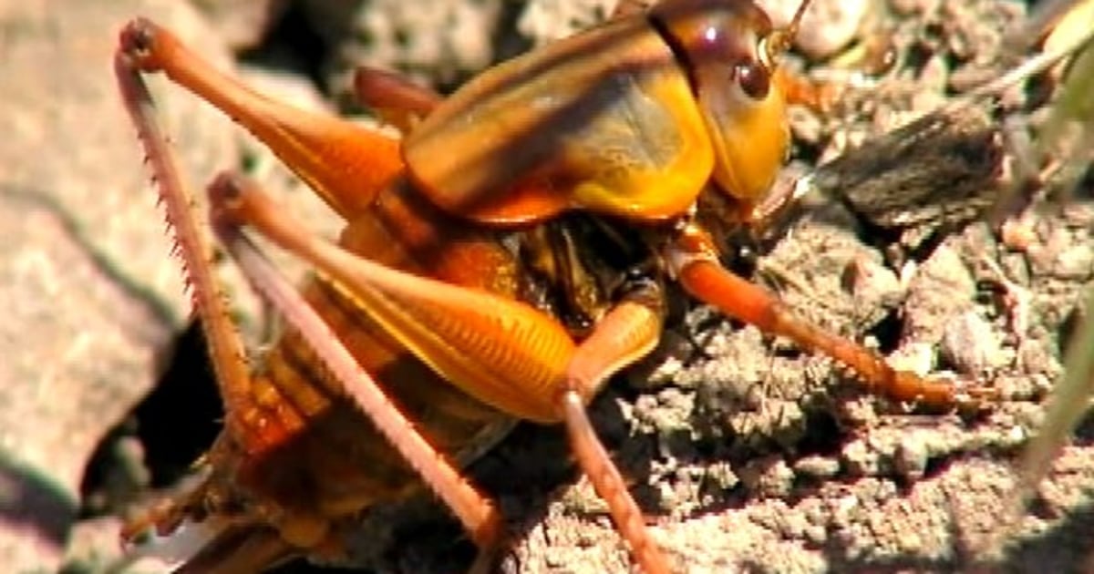 Cricket invasion in Utah